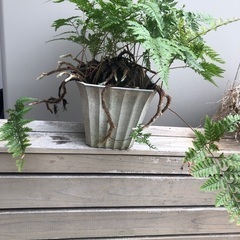 トキワシノブ　古株の画像