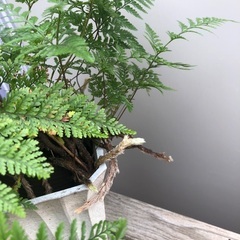 トキワシノブ　古株の画像