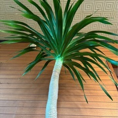 観葉植物 ドラセナ パラオ お取引中の画像