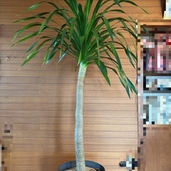 観葉植物 ドラセナ パラオ お取引中の画像