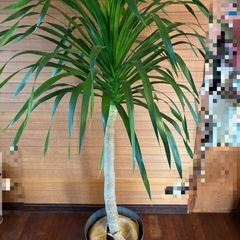 観葉植物 ドラセナ パラオ