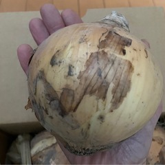 新玉ねぎの画像