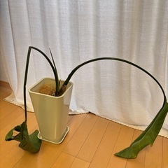 ストレリチア オーガスタ 訳あり　　