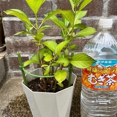 ②品種不明の紫陽花