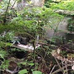しだれかえで　青　鉢植え