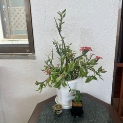 植物
