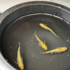 サンシャイン　めだか　有精卵20粒の画像