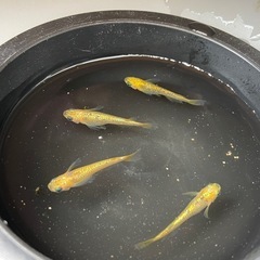 サンシャイン　めだか　有精卵20粒の画像