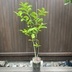 ランキングキーワードに紐づく投稿画像-観葉植物