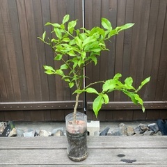 レモン苗木