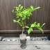 ランキングキーワードに紐づく投稿画像-観葉植物