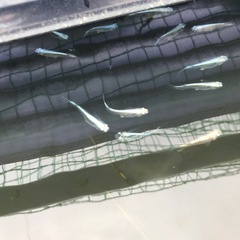 メダカの画像