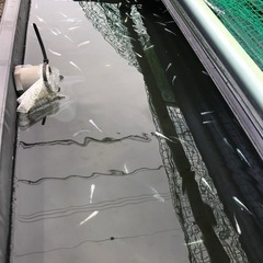 メダカ