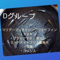 メダカ Dグループ 卵 200円～