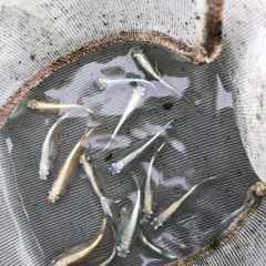 メダカの画像