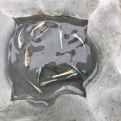 メダカの画像
