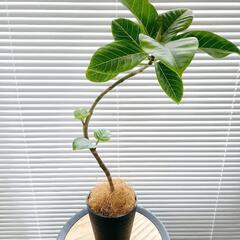 ◼️フィカスアルテシマ◼️曲がり仕立て　観葉植物の画像