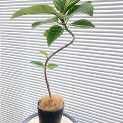 ◼️フィカスアルテシマ◼️曲がり仕立て　観葉植物の画像