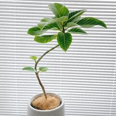 ◼️フィカスアルテシマ◼️曲がり仕立て　観葉植物の画像