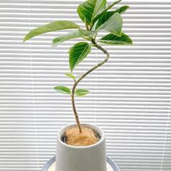 ◼️フィカスアルテシマ◼️曲がり仕立て　観葉植物