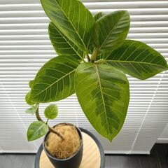 ◼️フィカスアルテシマ◼️曲がり仕立て　観葉植物の画像
