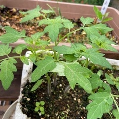 プレミアムルビー
