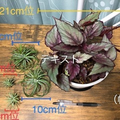 観葉植物
の画像