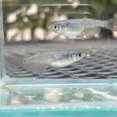 メダカ　サファイア　背鰭なし　2ペア+α