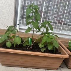 キャットニップ 3苗