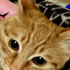 特別な里親さんを探します。ソル君♂🐾11ヶ月優しい猫です。