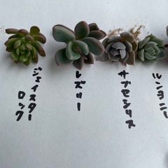 【値下げ中】多肉植物10種セットの画像