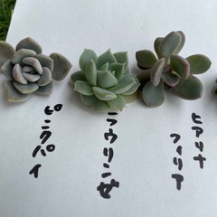 【値下げ中】多肉植物10種セットの画像