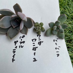 【値下げ中】多肉植物10種セットの画像