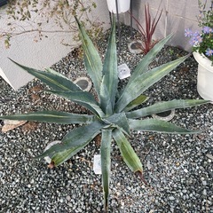 アガベの画像