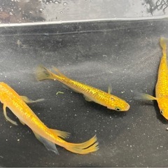 サンシャイン メダカ卵30個+aの画像
