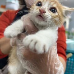 １匹で母猫を探していた子猫