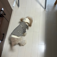 【画像2枚あり】ペット用品まとめ売りの画像