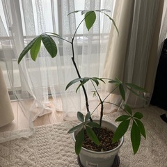 【売約済】パキラ 観葉植物 挿し木