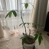 ランキングキーワードに紐づく投稿画像-観葉植物