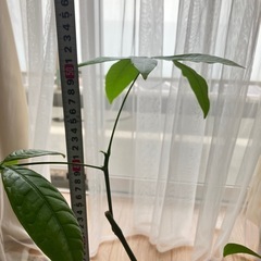 【売済】パキラ 観葉植物 挿し木の画像