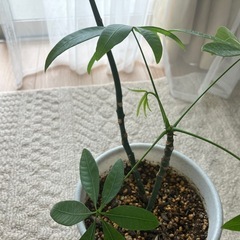 【売済】パキラ 観葉植物 挿し木の画像