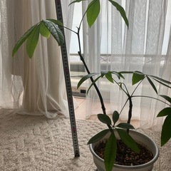 【売済】パキラ 観葉植物 挿し木の画像
