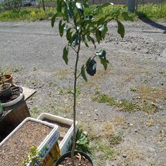 一才ユズ　鉢植