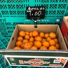 愛媛産🍊春みかんカラマンダリン