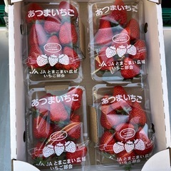 地物🍓あつまより入荷したてけんたろう入荷しました✨