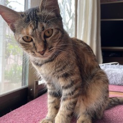 成猫、子猫の里親探してます