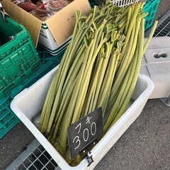 本日入荷したてフキ入荷しました✨