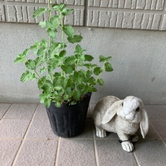 無農薬栽培キャットミント苗木
