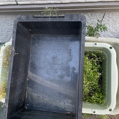 メダカ　容器　nv BOX