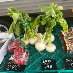 函館育ちカブ・釧路産パプリカ入荷しました✨
